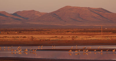Fig. 01: Photograph of a playa lake at sunset with a variety of waterfowl.