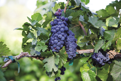 Photo of grapes growing on a branch. 