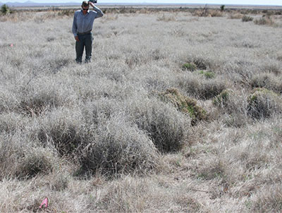 Figure 1: Photograph of a person standing on open rangeland.