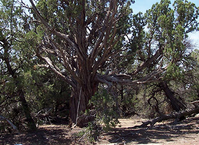 Photograph of a large juniper tree.