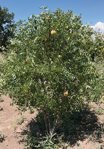 Yellowhorn tree bearing yellowish fruits. 