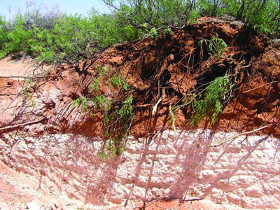 Photo of strongly indurated caliche layer found in Lea County, NM.
