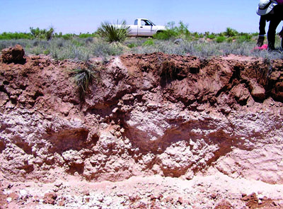 Photo of moderately indurated caliche layer found in Lea County, NM.