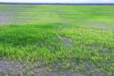 Photograph showing sorghum × sudan growing in a caliche soil with symptoms of iron chlorosis.