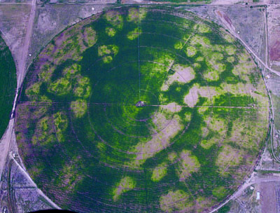 Photograph of a center pivot-irrigated field showing varying levels of green, yellow, and no growth due to a combination of high pH and depth to petrocalcic horizon.