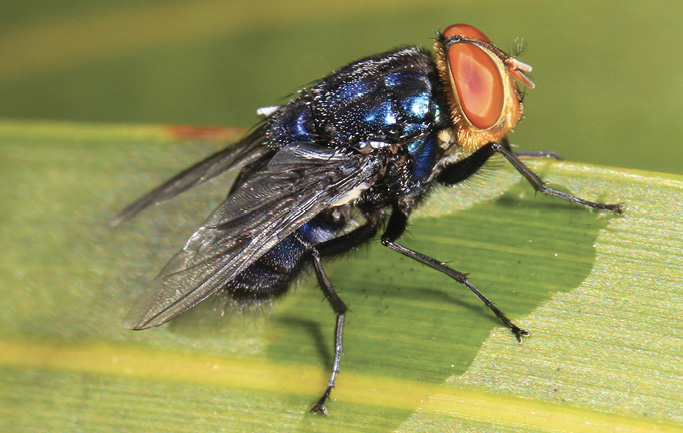 Live male New World Screw-Worm fly on a leaf with bright metallic colors and large red eyes.