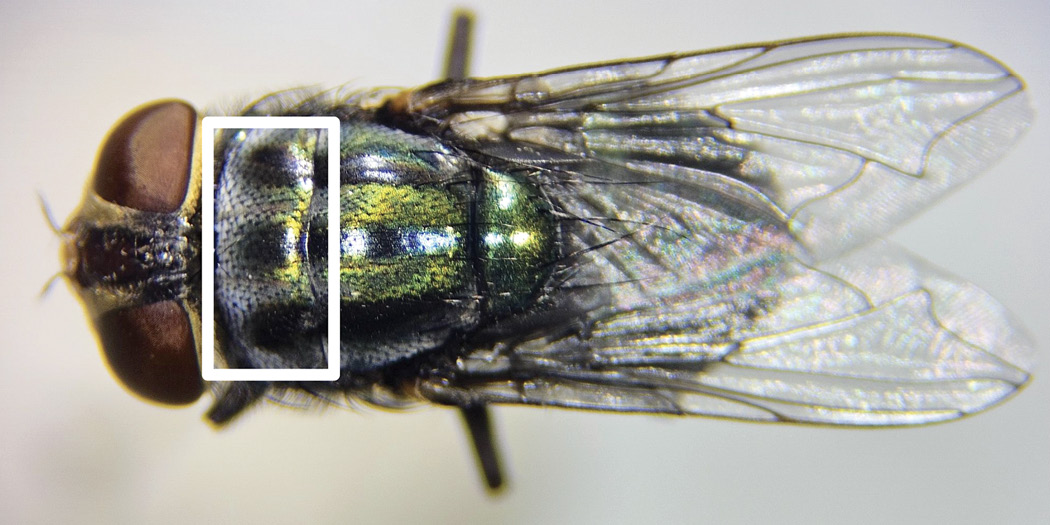 The image shows a dorsal view of a female C. macellaria fly, focusing on the mesonotum. The fly is positioned with its head at the top of the image, showcasing its intricate body markings. The mesonotum displays a pattern of black stripes that begin at similar distances from the head, with white enclosures at the top of each stripe. The coloration of the mesonotum has a metallic sheen, displaying shades of green and blue. The fly's wings, extending outward, are transparent and show visible vein structures. A rectangular white box highlights a section of the mesonotum for detailed observation. The fly’s compound eyes are large and reddish-brown.