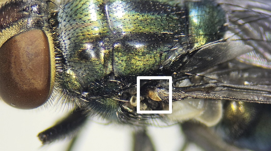 The image is a close-up view of the base of a fly's wing, specifically a female C. macellaria. The photograph shows the head and thorax of the insect with a focus on the wing base. The compound eye of the fly is prominently visible, displaying a brownish tint with fine textures. The thorax exhibits a metallic sheen, reflecting hues of green and blue with subtle iridescence. The basicosta, located at the base of the wing, is highlighted by a white rectangle and appears to be a whitish to yellow or orange color, contrasting with the darker surrounding area. The fly's bristles and fine hair-like structures are also observable around the head and thorax area.