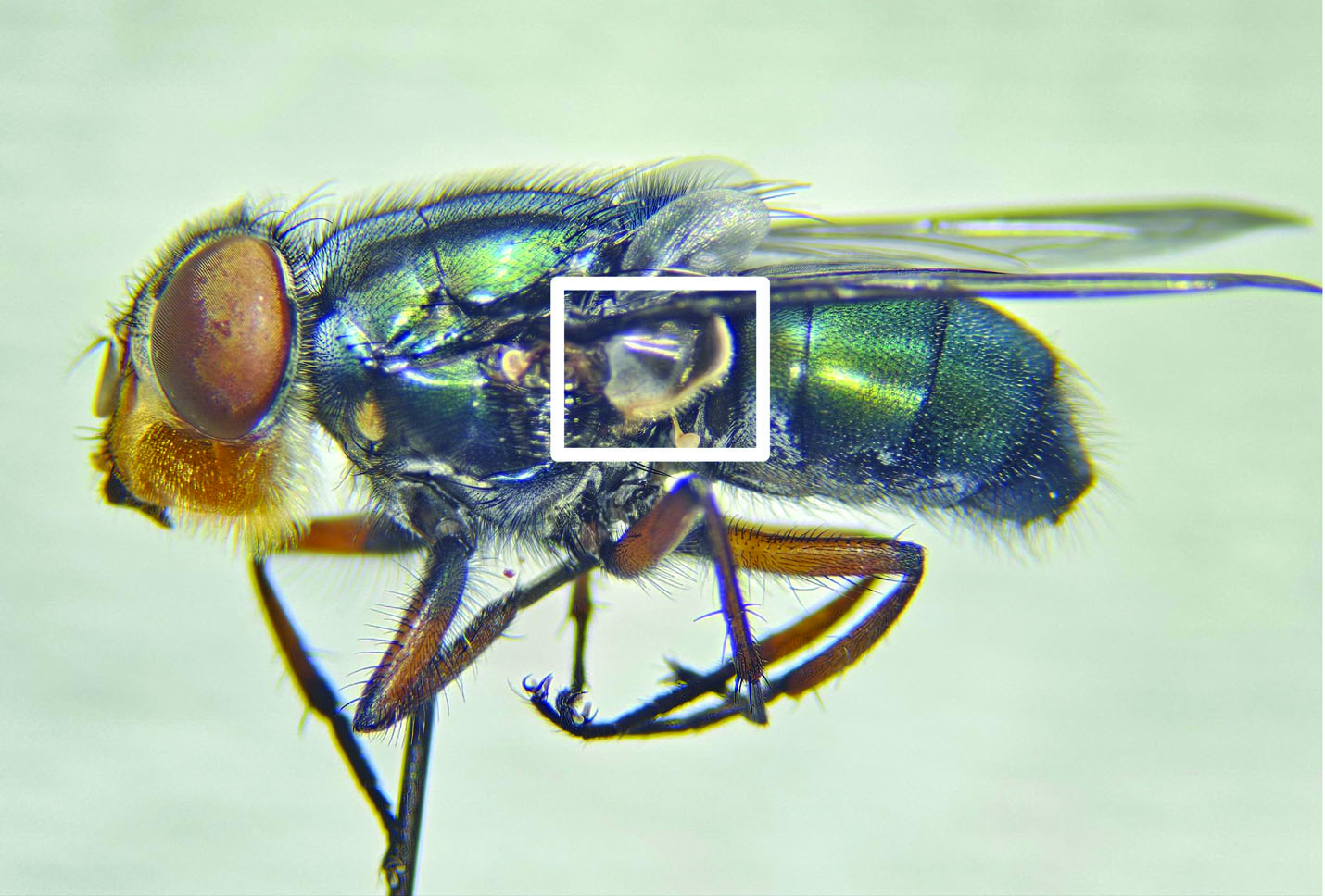 The image shows a lateral view of a female C. callipes fly. The fly is positioned against a neutral background, highlighting its features. Its head is characterized by large, reddish-brown compound eyes and short, bristly antennae. The thorax is iridescent greenish-blue with fine hair, leading to translucent wings that are partially extended. A square white box highlights the dark brown calypter, which is enclosed in a white area near the wing base. The legs are slender and covered with tiny hairs, bending in typical insect fashion. The abdomen is elongated and displays a similar iridescent coloration as the thorax.