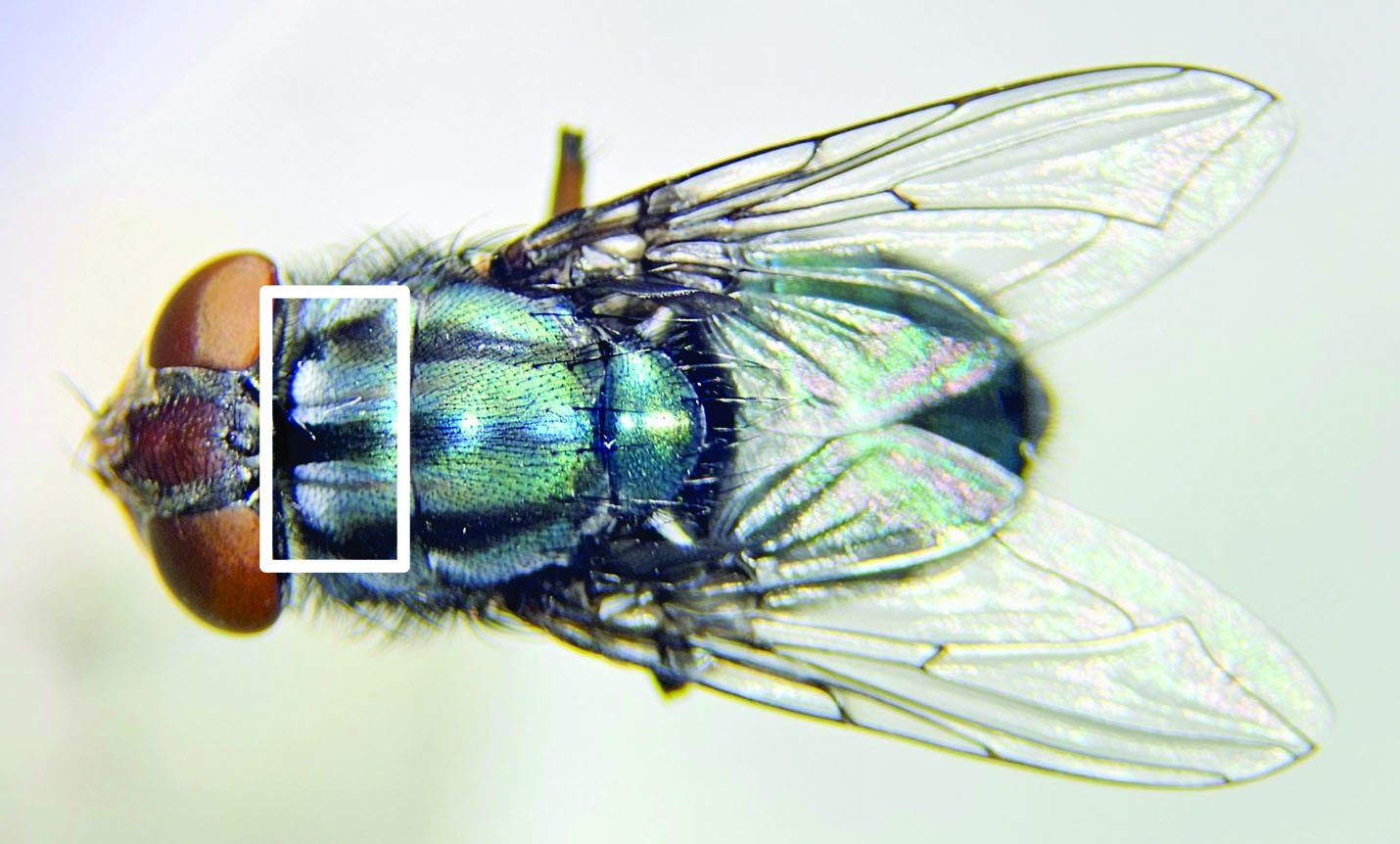 The image displays a dorsal view of a female C. callipes mesonotum, focusing on the back. The insect features a metallic sheen with prominent black stripes beginning near the head. These stripes are accentuated by white enclosures at the top (encased in a white rectangle), making them stand out against the darker body. The wings are translucent with visible vein patterns extending outward. The head is slightly obscured but visible in dark tones, contrasting against the lighter, delicate wings.
