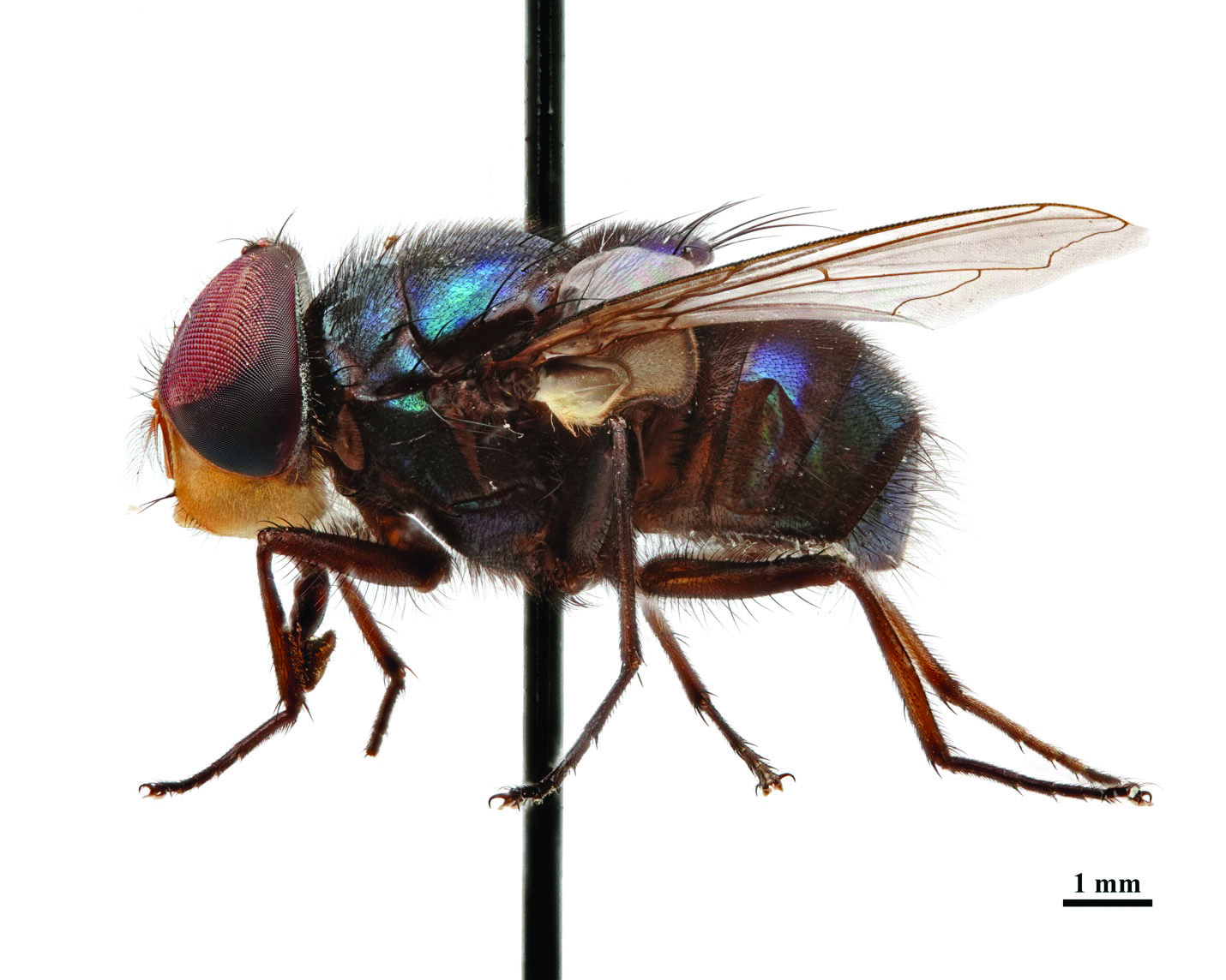 The image displays a lateral view of a male Chrysomya megacephala, commonly known as the oriental latrine fly. The insect is mounted against a plain background, and a scale bar indicating 1 mm is present for size reference. The fly exhibits iridescent blue and green hues on its body, with prominent red compound eyes. Its thorax and abdomen feature dark, transverse bands. Wing veins are visible, and the legs are slender.