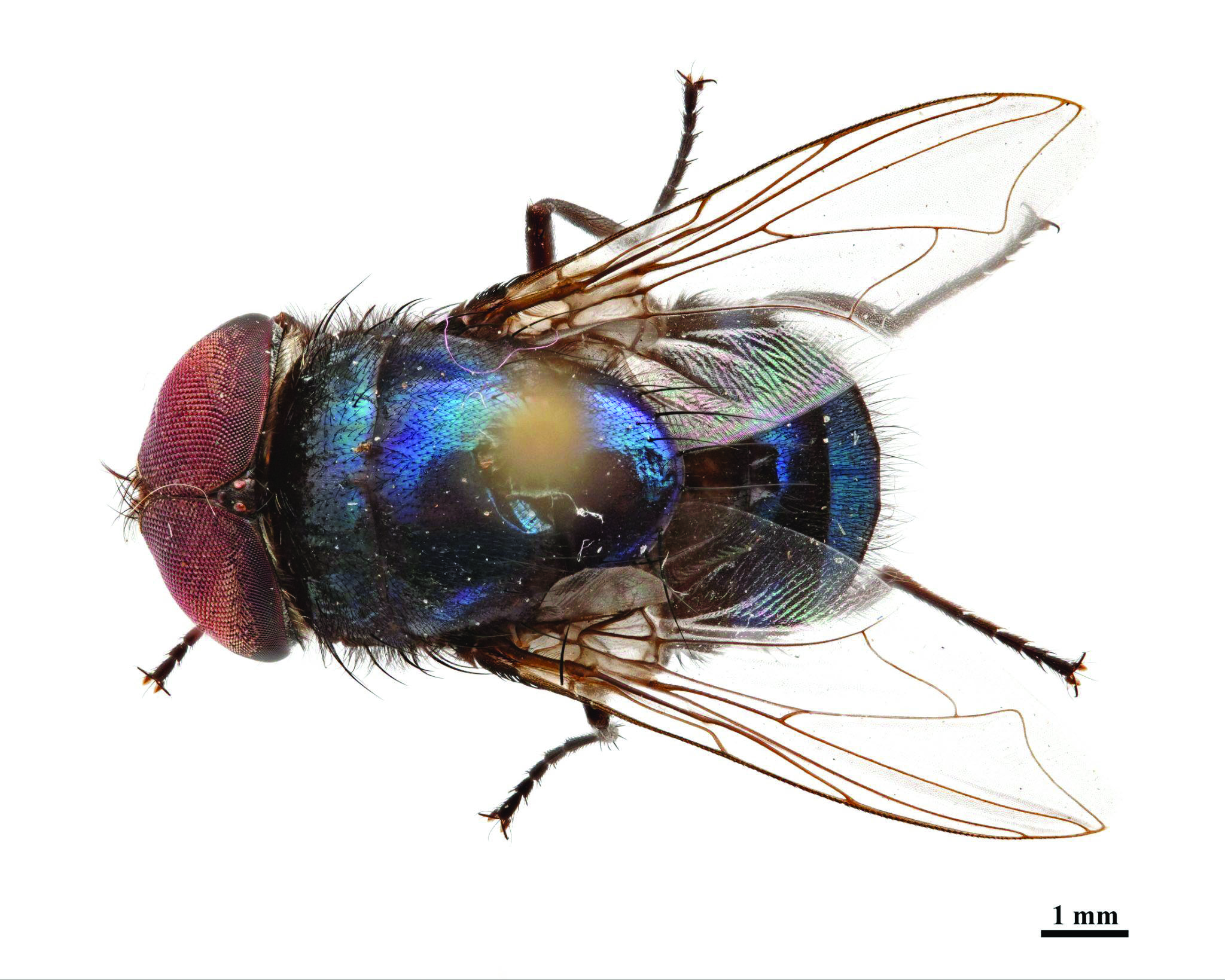 The image shows a dorsal view of a male C. megacephala fly against a white background. The fly's body features are prominently displayed, with the mesonotum (back) lacking any visible stripes. The fly's eyes are large and reddish-brown, while the body exhibits an iridescent dark blue color. The wings are translucent and delicately veined, with a slight reflective quality. The legs are thin and dark, extending from the body. Beneath the fly is a scale indicating the size measurement of 1 mm.