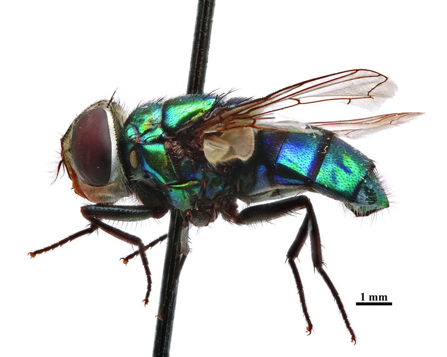 The image displays a lateral view of a female C. rufifacies fly against a white background. The fly's body exhibits an iridescent blue-green coloration with distinct dark bands along the abdominal segments. Its large, reddish-brown compound eyes dominate the head, and the transparent wings are intricately veined. The legs are slender and dark, and there is a visible scale for size reference, indicating the fly's length is approximately 1 millimeter.