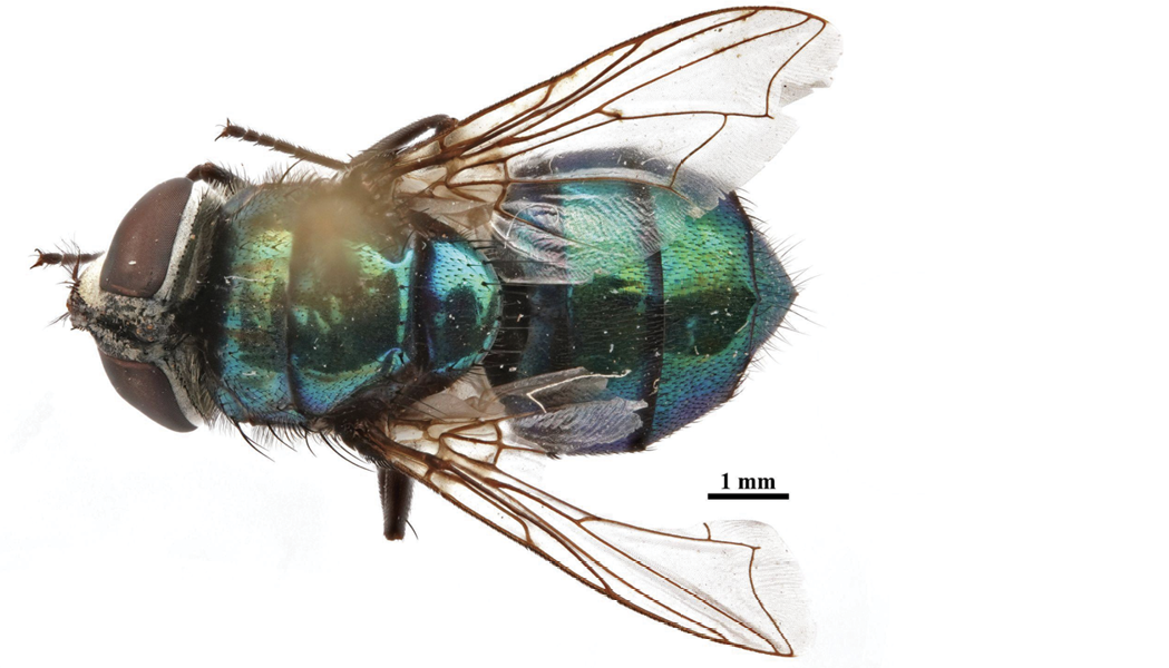 The image shows a dorsal view of a female C. rufifacies fly, highlighting its mesonotum. The fly has a glossy, metallic turquoise and green coloration with no visible stripes on the back. The wings are transparent with prominent brown veins. The compound eyes are large and brown, and the body appears smooth with a segmented abdomen. A scale indicating "1 mm" is visible, providing a sense of size.