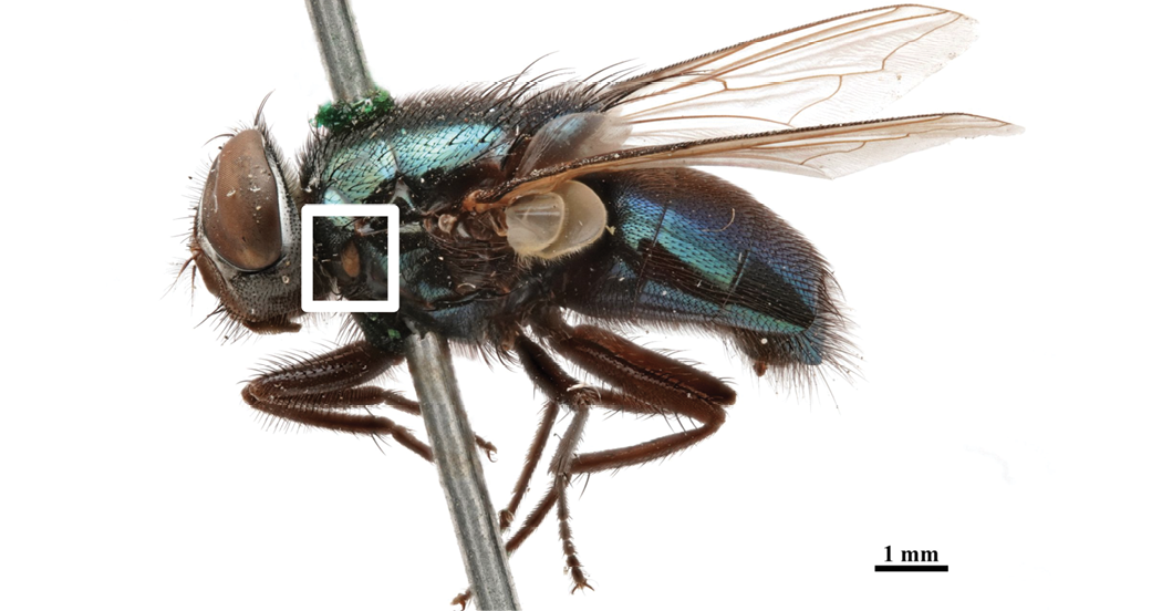 The image shows a lateral view of a male P. regina fly, photographed against a white background. The fly is mounted on a metallic pin, visible vertically through the center. Its body features metallic blue and green iridescent colors. The fly's large compound eyes are prominent, and its legs are a dark brown. The wings are transparent with visible vein patterns, extending past the body. Notably, there is a bright orange spiracle enclosed in white on the thorax, highlighted by a white square. The scale bar in the lower right corner indicates a length of 1 millimeter.