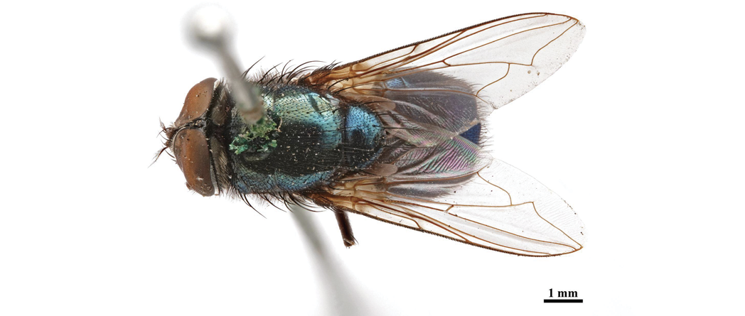 The image depicts a dorsal view of a male P. regina fly pinned for examination. The fly's body is iridescent, with predominant hues of blue and green on its mesonotum, which lacks any stripes. The wings are translucent with well-defined brown veins, extending symmetrically from either side of the body. The fly's head is positioned at the top left, displaying large, copper-colored compound eyes. The legs are slender and dark, with visible fine hairs. The fly is mounted on a pin, casting a shadow beneath. A scale bar at the bottom right indicates a measurement of 1 mm.
