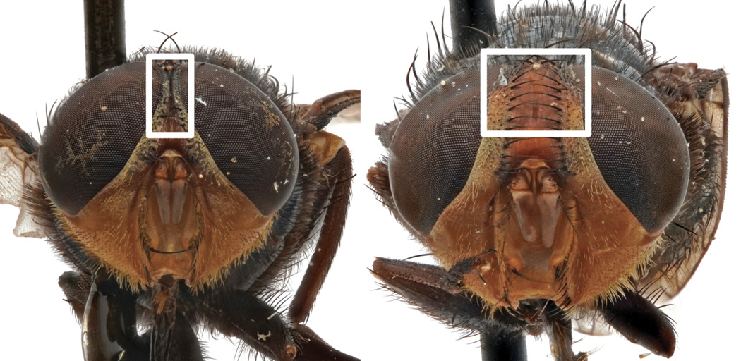 The image displays two preserved heads of C. hominivorax flies on a light background. On the left is the male fly, characterized by large, touching (holoptic) dark eyes. The female is on the right, featuring separated (dichoptic) eyes. Both specimens have a notable gap (frons) enclosed in white. The specimens showcase detailed textures and colors typical of preserved insects, including a brownish, segmented body and bristly hair.