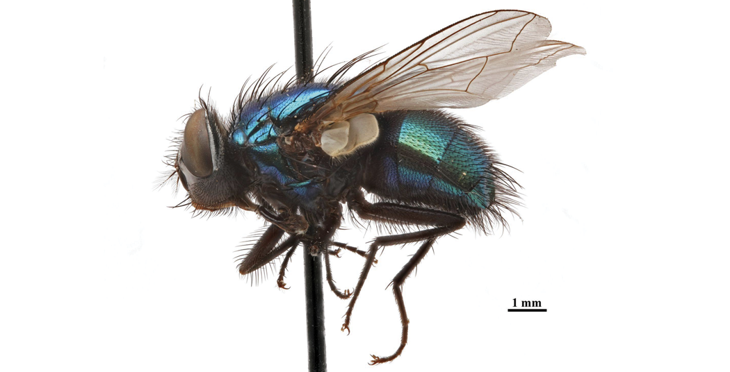 The image displays a lateral view of a male Lucilia sericata, commonly known as a green bottle fly. The fly's body is vivid metallic blue-green, with iridescent reflections along its thorax and abdomen. Its head features large, oval compound eyes and short, bristle-like hairs. The wings are transparent with delicate brown veining, and the legs are thin and elongated with small spines. The fly is mounted on a thin black pin, and a scale marked "1 mm" is visible in the bottom right corner.