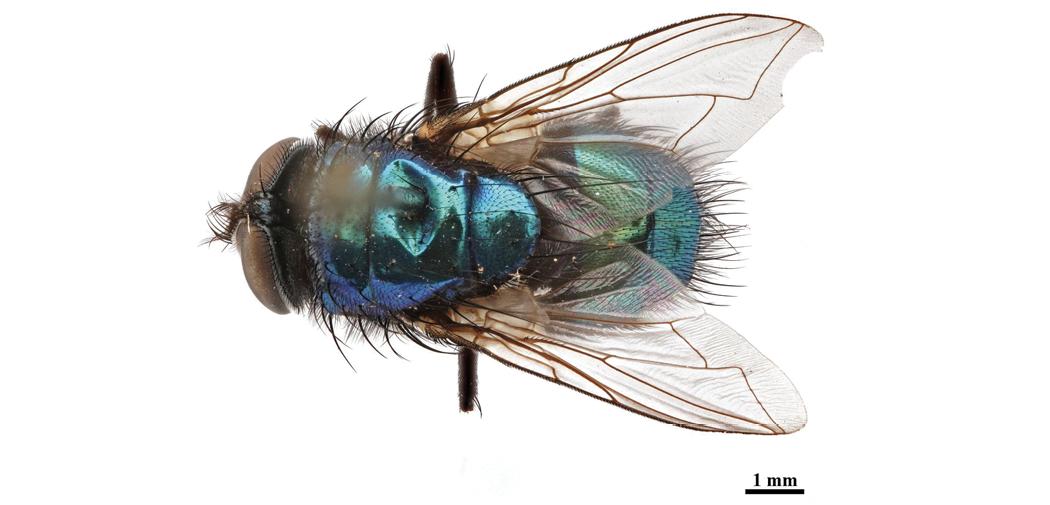 The image shows a dorsal view of a male Lucilia sericata fly, highlighting its back and wings. The mesonotum, or midsection, displays a vibrant metallic blue-green color devoid of any stripes. The fly's translucent wings have a delicate, brown-tinged network of veins. The fly's compound eyes are large and brown, and its body is covered with fine hair. A millimeter scale in the lower right corner indicates the size, providing perspective.