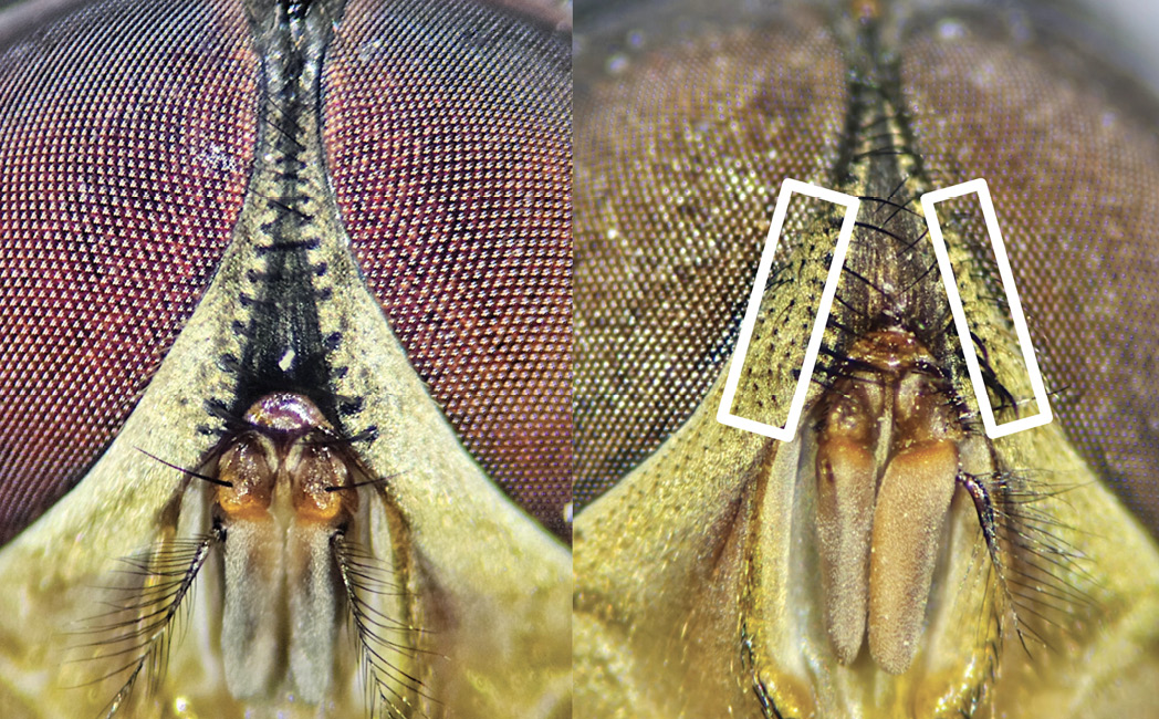 The image is a close-up comparison of the heads of two types of flies. On the left is the Secondary Screwworm, which features fronto-orbital plates without black setulae. The surface is textured with small, repeating hexagonal patterns, and the central portion shows a yellowish hue with no visible black hairs. On the right is the female New World Screwworm (NWS) with distinguishable black setulae on the fronto-orbital plates, marked by white rectangles. The texture is similar, with a distinct dark line of setulae running along the central ridge. Both heads have large, dark, compound eyes with fine, detailed patterns. The markings in white provide a stark contrast against the natural coloration.