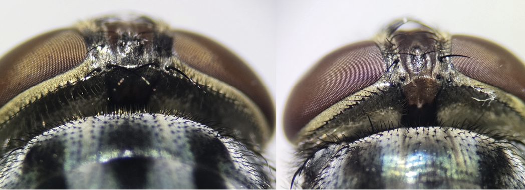 The image shows a close-up comparison of the heads of two different female flies. The left side features a female Secondary Screwworm with a dark brown to black spot located on the back of the head between the eyes. The right side displays a female New World Screwworm with an orange to light brown spot in the same location. Both images highlight the compound eyes, which are large and have a textured appearance, and the details of fine hairs on the surface of the head. The background is out of focus, emphasizing the flies’ head features.