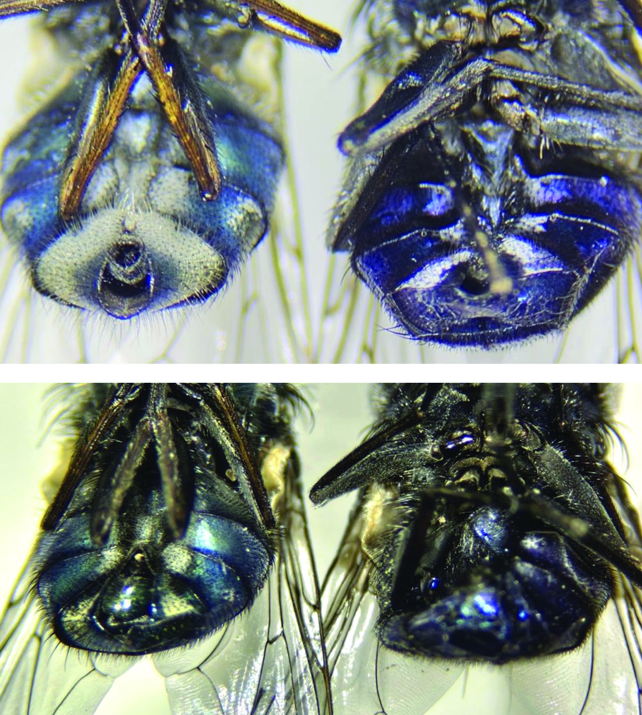 The image shows a comparison of the ventral abdomen color differences between two species of Cochliomyia flies. The upper half of the image features two female flies. The left fly displays a ventral abdomen with prominent patches of light color, showing a mix of gray and metallic blue. In contrast, the right fly exhibits a primarily metallic blue abdomen. The lower half of the image shows two male flies. Similarly, the left fly’s abdomen has patches of light coloring among the metallic blue, whereas the right fly’s abdomen is mostly metallic blue with a darker appearance overall. The flies' bodies are aligned side by side for comparison, and the images are sharp, highlighting the textures and colors of the insects.
