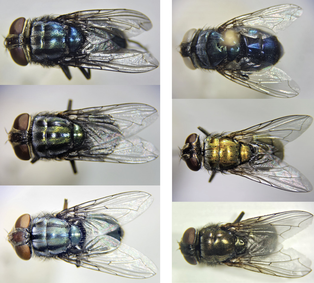 The image features a comparative study of six flies, presented in two columns with three flies each, viewed from above. The left column displays flies with noticeable mesonotum stripes, while the right column showcases flies without these stripes. The upper left fly displays a metallic blue-green color with distinct stripes on its midsection. The middle left fly is similar in hue but slightly more iridescent with clearer stripes. The lower left fly also exhibits stripes and shines with a bluish tint. The upper right fly is dark with a reflective surface, showing no stripes. The middle right fly has a golden hue and lacks stripes. The lower right fly features a dark, metallic texture without visible stripes. All flies possess translucent wings and prominent reddish-brown eyes.