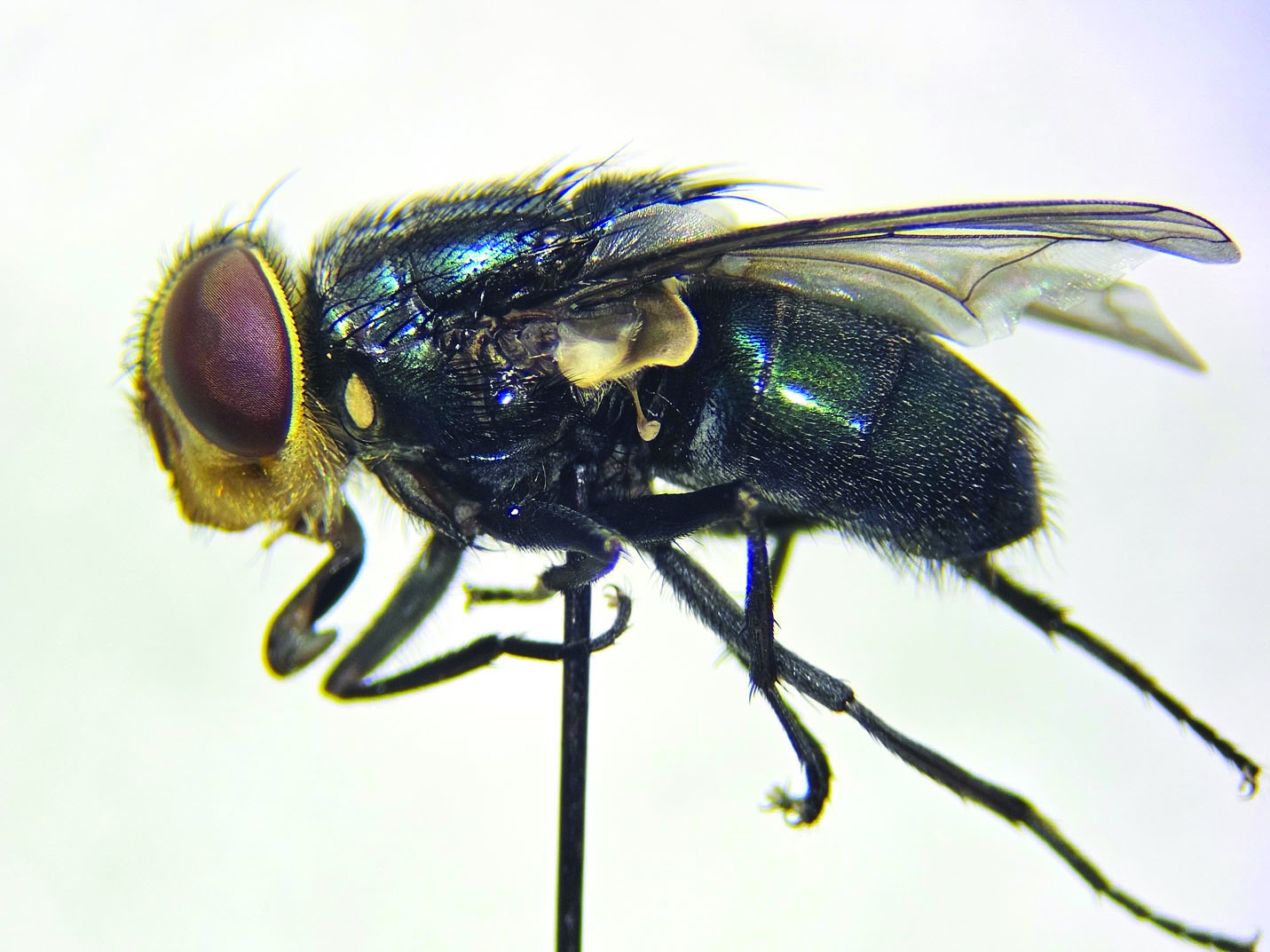The image is a lateral view of a wild Cochliomyia hominivorax, commonly known as a New World Screwworm fly. The fly is positioned against a plain, light background that highlights its features. Its body is shiny with metallic blue and green hues. The head has a tan, fuzzy texture with large, dark reddish-brown compound eyes that dominate the face. The wings are transparent with a slight iridescence, and they extend backward alongside the body. The fly's segmented legs are primarily black, featuring small spines. A small disc-like structure is visible on its thorax.