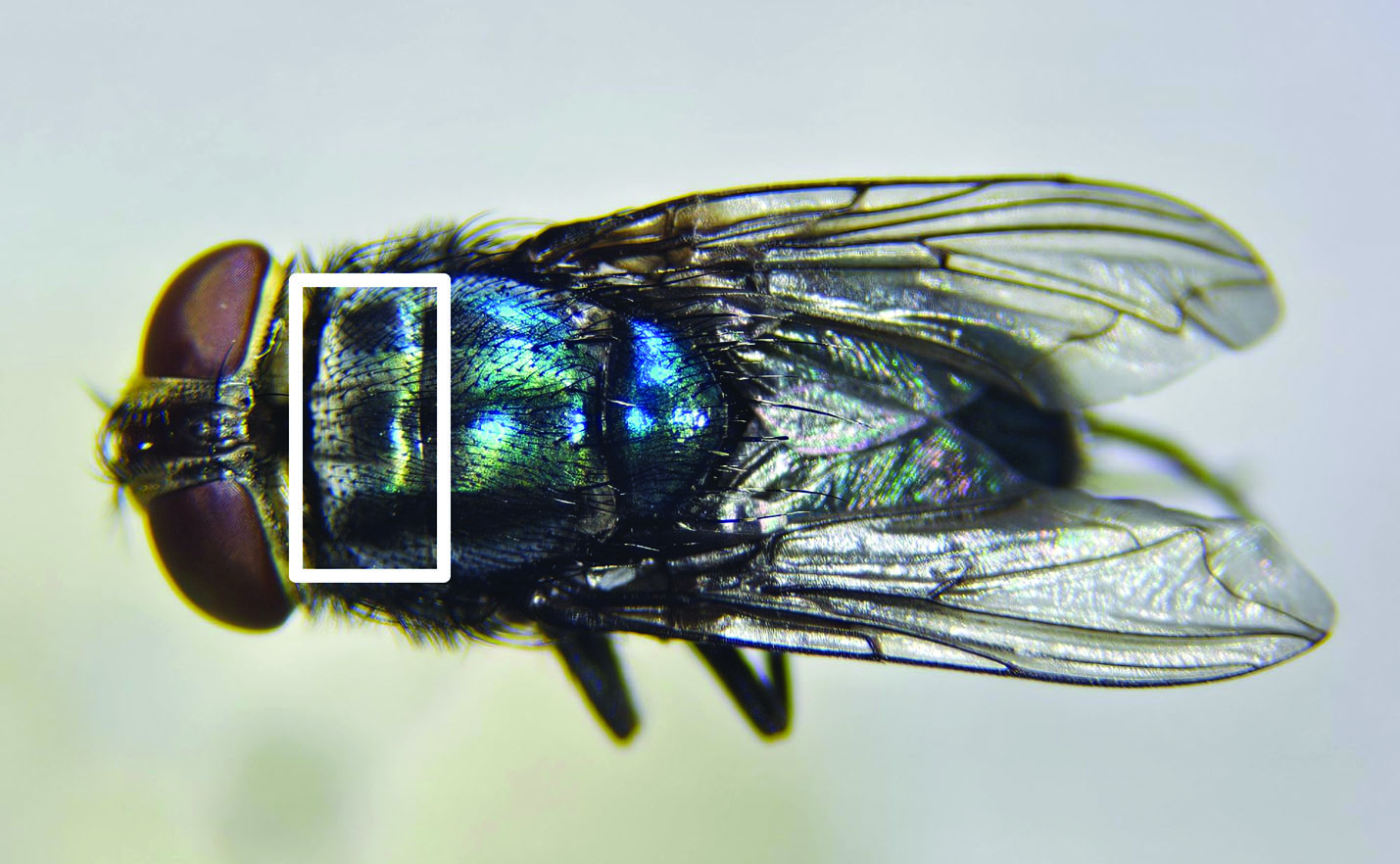 The image depicts a dorsal view of a wild female C. hominivorax, commonly known as the screwworm fly. The fly is oriented with its head towards the left side of the image. It features large reddish-brown compound eyes and a shiny black body with hints of iridescent blue and green. Notably, there is a middle black stripe running along the mesonotum, which is enclosed in white at the top. The wings are transparent with visible black veins and slightly overlap at the back.