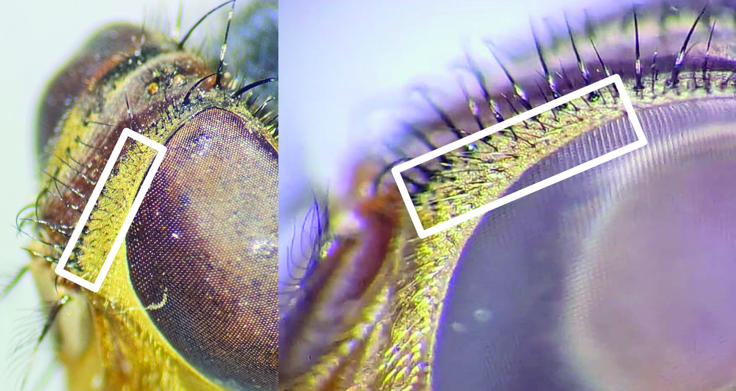 The image shows close-up views of the head of a female C. hominivorax fly. On the left, the focus is on the intricate detail of the compound eye and surrounding area. The eye appears large, with a textured surface composed of numerous small, glasslike facets. Around the eye, fine black setulae are visible on the fronto-orbital plates, which are highlighted by a white outline for emphasis. The surrounding area features a mix of dark and golden hues, giving a sense of depth and texture to the insect's anatomy. On the right, a similar view is presented, providing a complementary angle to emphasize the same area, showcasing the dense arrangement of the setulae and the segmented pattern of the eye.
