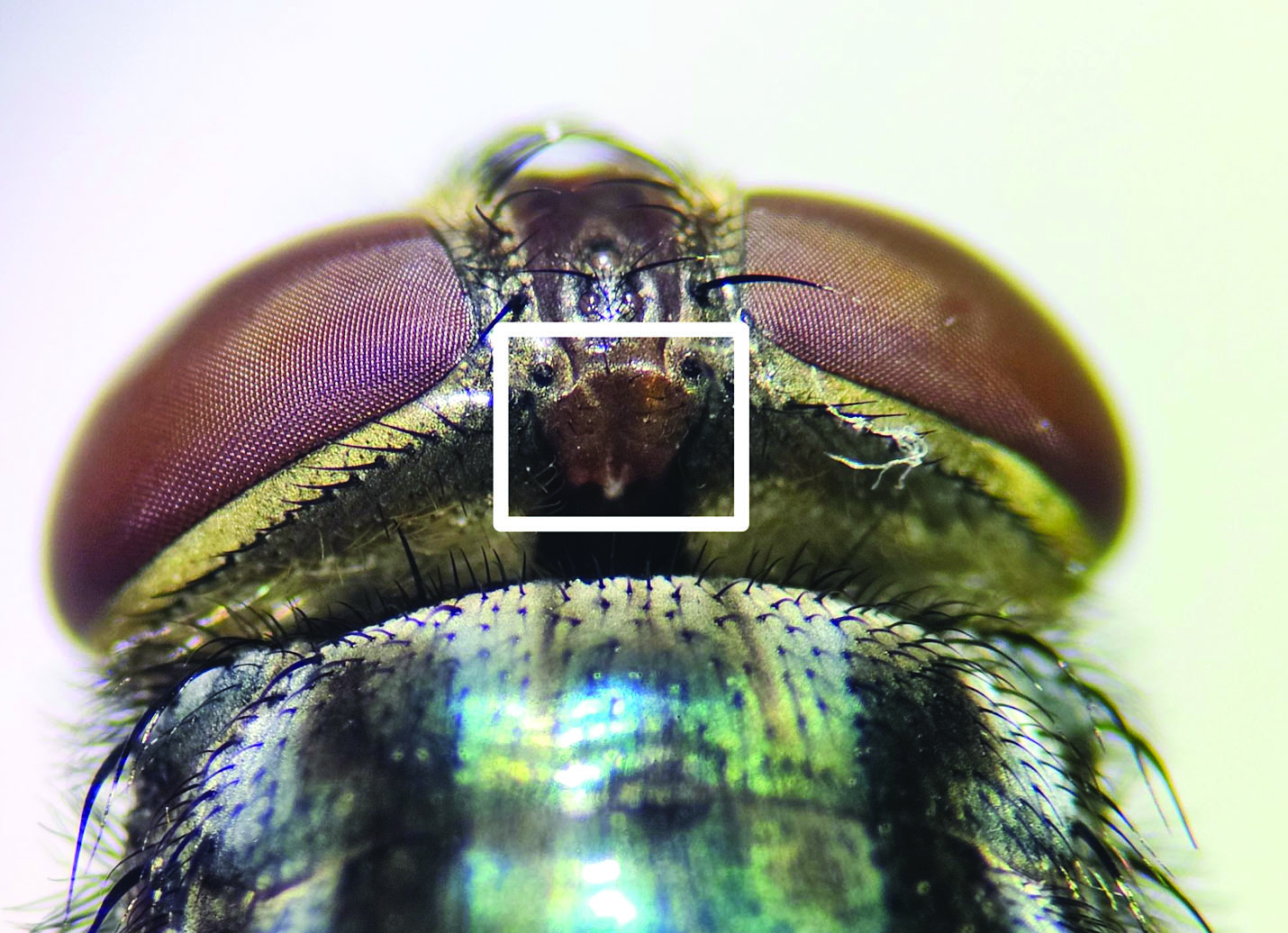 The image shows a close-up view of the head of a female Cochliomyia hominivorax, commonly known as the New World screwworm fly. The large compound eyes are prominently visible on each side, with a reddish-brown hue. Between the eyes, there is a distinct orange to light brown spot located on the back of the head. This area is highlighted by a white rectangular box. The fly's head is covered with short, fine hairs and has a texture that appears slightly glossy. The overall coloration includes shades of brown and metallic green on the body beneath the head.