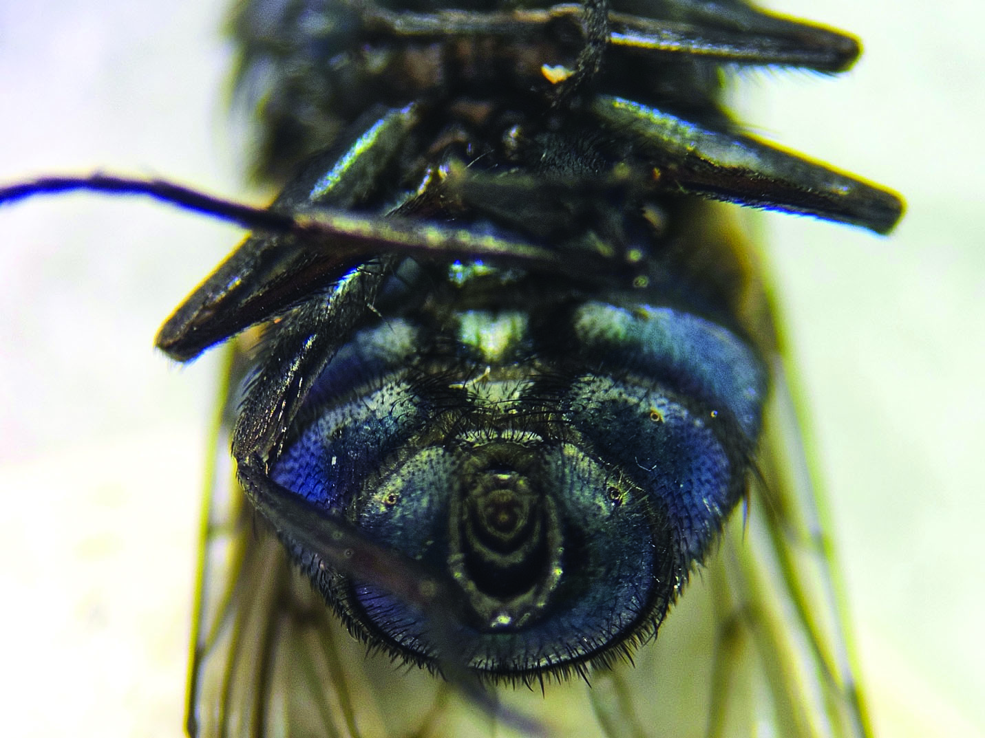 The image shows a close-up, ventral view of the abdomen of a wild C. hominivorax, commonly known as the screwworm fly. The abdomen is prominently displayed, showcasing its consistent blue coloration with minimal patches of white tomentum, which appears as a dust-like texture. The shiny surface of the abdomen highlights its segmented structure, and the intricate details of the fly's ventral anatomy are visible. The wings extend outward from under the body, partially visible at the edges of the image.
