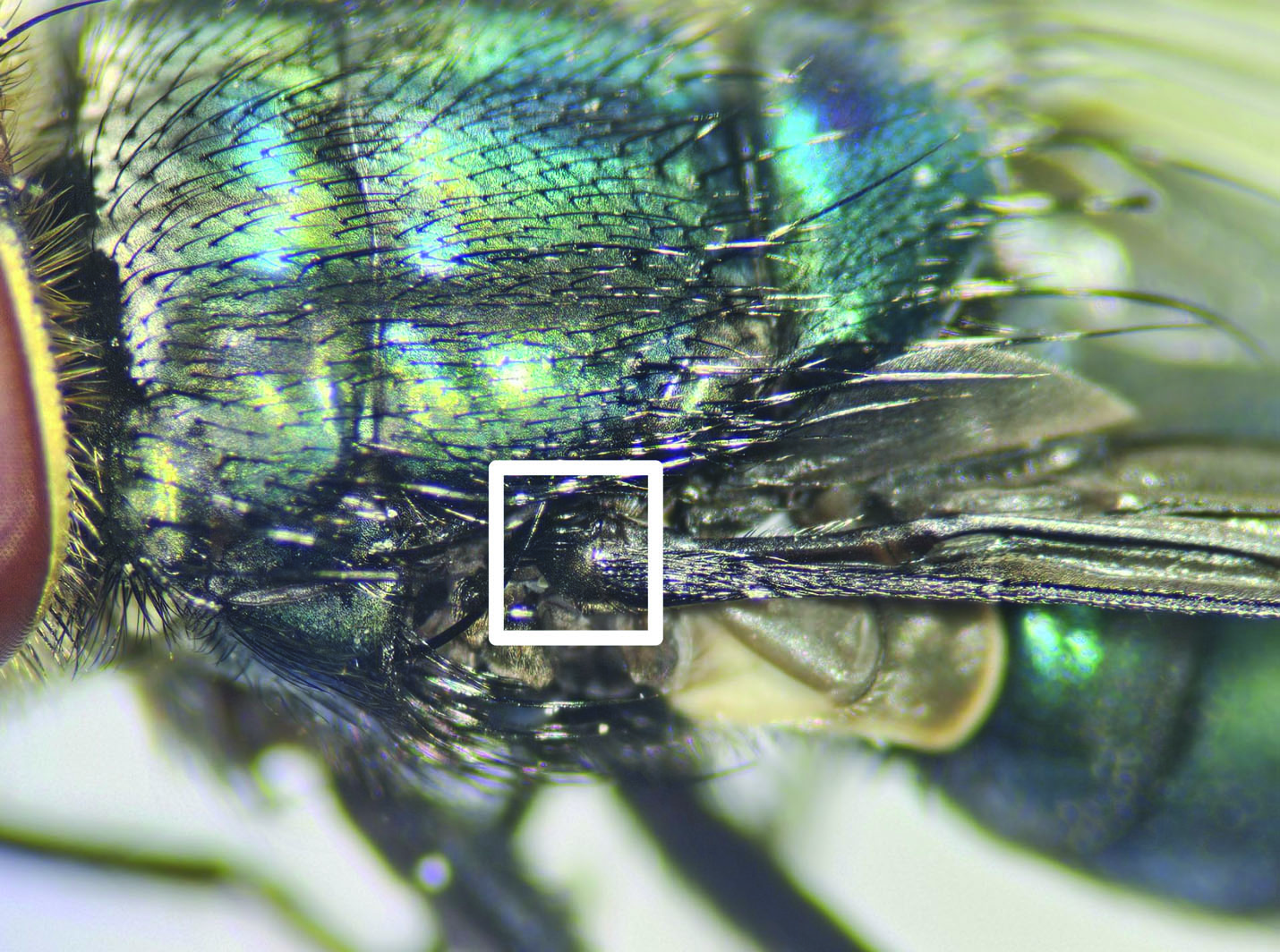 The image is a close-up view of the wing base (basicosta) of a wild female C. hominivorax, commonly known as the New World screwworm fly. The basicosta is prominently featured in the center, characterized by its dark brown to black coloration, contrasting against surrounding lighter areas. Additional details include iridescent scales on the body, reflecting shades of blue and green, and fine, dark hairs covering the surface. A white square outlines the area of focus, emphasizing the distinct texture and coloration. The background is softly blurred, highlighting the intricate details of the insect's wing base.