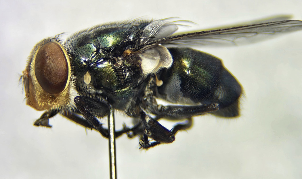 The image shows a lateral view of a female C. macellaria fly perched on a slender metal pin. The fly's large, bulbous eyes dominate the head, exhibiting a reddish-brown color with a slight iridescent sheen. Its body is predominantly metallic green, reflecting light with a glossy surface. The abdomen tapering towards the rear, showcases dark segments separated by lighter bands. The legs are thin and jointed, positioned beneath the body. The delicate, transparent wings extend backward, with visible veins.