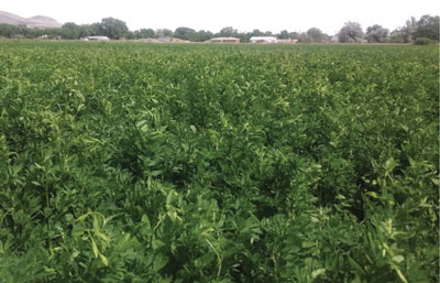 Photograph of field bindweed (Convolvulus arvensis) competition with alfalfa.