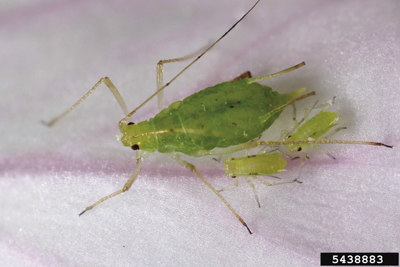 Photo of pea aphid adult and nymphs.