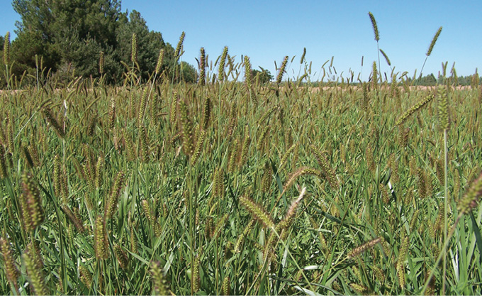 Photo of yellow foxtail (Setaria pumila) infestation in tall fescue pasture.  
