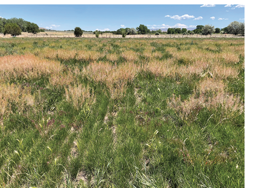 Annual winter weeds infesting cool-season grass pasture/hayfield planted in late summer. 