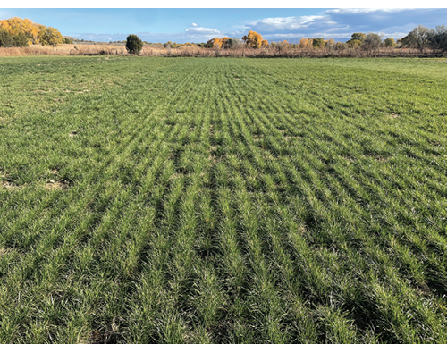 Clean pasture the year after planting following to hay cuttings. 