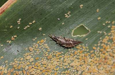 Figure 07: Photograph of a green lacewing larva feeding on sugarcane aphids.