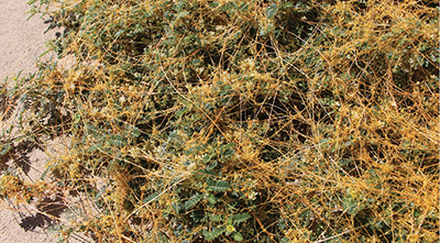 A dense tangle of yellowish vines and leafy green plants, showcasing dodder parasitizing a puncturevine.