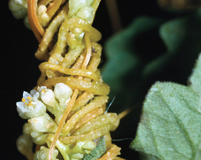 Close-up of yellow, twisted plant tendrils with small white flowers, illustrating doomer stems winding around a plant.
