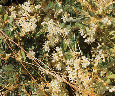 Close-up of dodder white flowers intertwined with green and yellow stems
