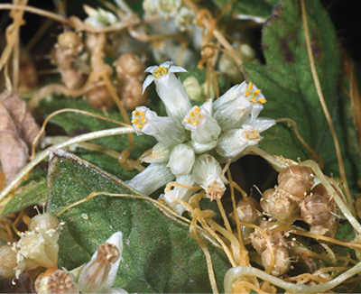 Close-up of dodder flowers, showcasing how they cluster together.