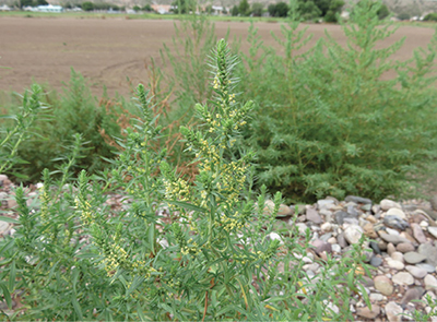 Fig. 01B: Photograph of a mature burningbush (Bassia scoparia) plant.