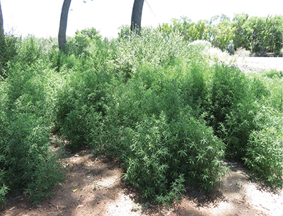 Fig. 01C: Photograph of mature burningbush (Bassia scoparia) plants.