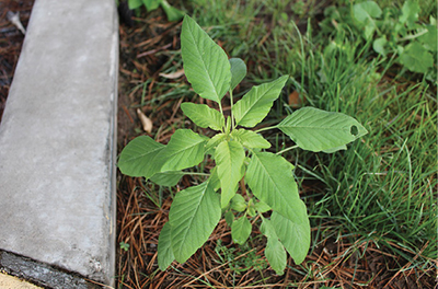 Fig. 02A: Photograph of a young Palmer amaranth (Amaranthus palmeri) plant.
