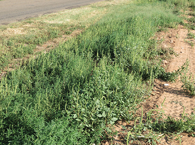 Fig. 02B: Photograph of mature Palmer amaranth (Amaranthus palmeri) plants.