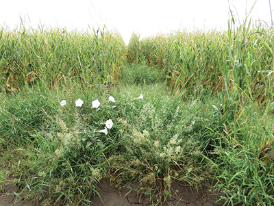 Fig. 04: Photograph of several weed species growing in a field.