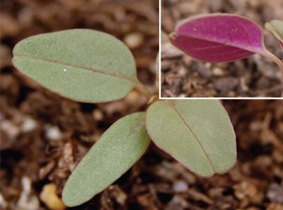 Fig. 1: Photograph of Palmer amaranth seedling.